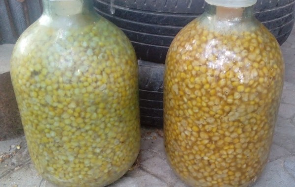 Ферментированная кукуруза – уловистая приманка для мирной рыбы Ферментированная кукуруза – уловистая приманка для мирной рыбы