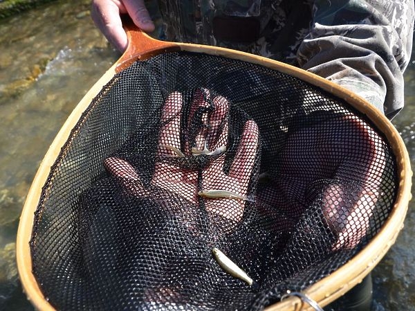 Форель на живца Форель на живца