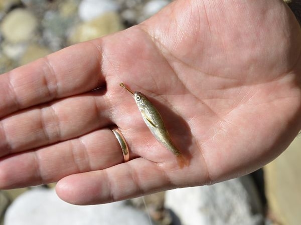 Форель на живца Форель на живца