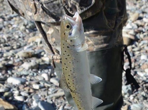 Форель на живца Форель на живца