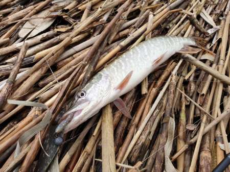 Хмуро и серо, но на рыбалку все равно Хмуро и серо, но на рыбалку все равно
