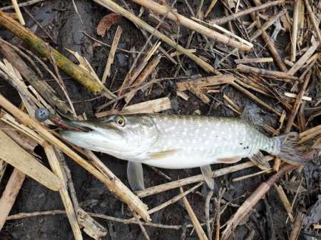 Хмуро и серо, но на рыбалку все равно Хмуро и серо, но на рыбалку все равно