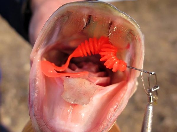 Хвосты оборваты, но щуки пойматы!