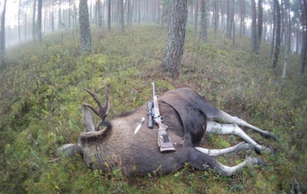 Как охотиться на лося Как охотиться на лося