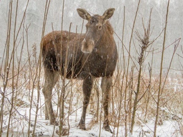 Как охотиться на лося Как охотиться на лося