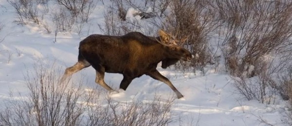 Как охотиться на лося Как охотиться на лося