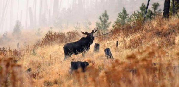 Как охотиться на лося Как охотиться на лося
