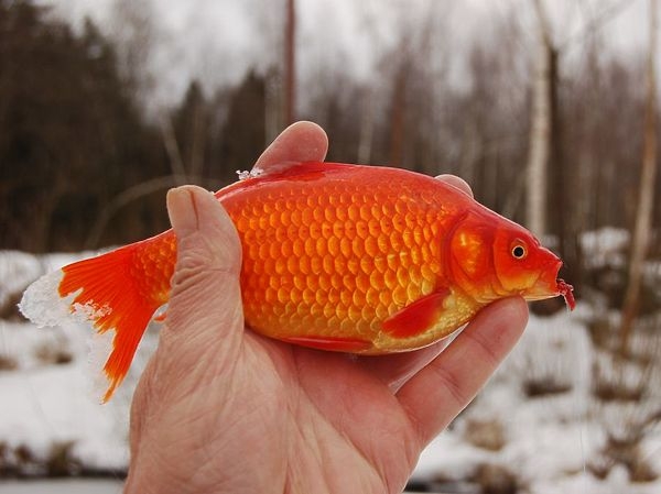 Карпы бывают не только серые