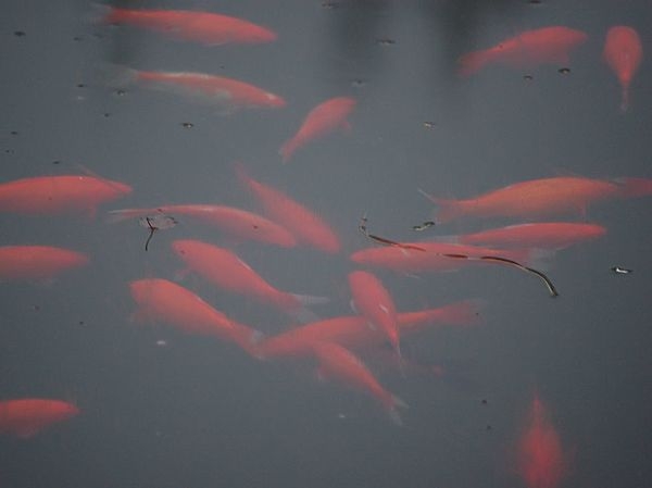 Карпы бывают не только серые