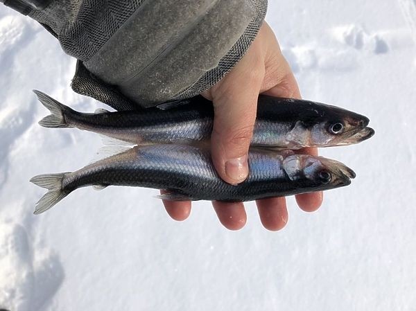 Корюшки на Кольском не убывает Корюшки на Кольском не убывает