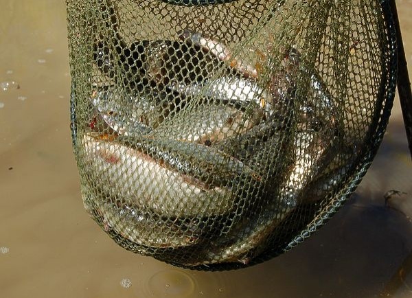 Ловля в половодной речке