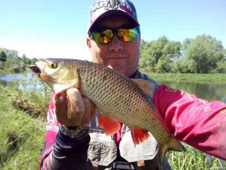 Майский жук для голавля