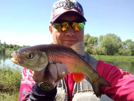 Майский жук для голавля