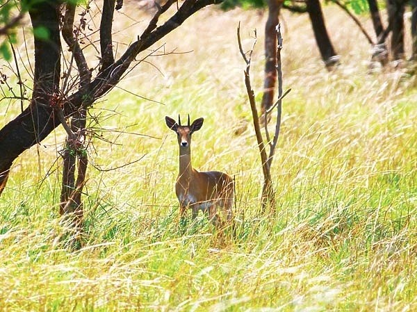 На четвереньках по саванне На четвереньках по саванне