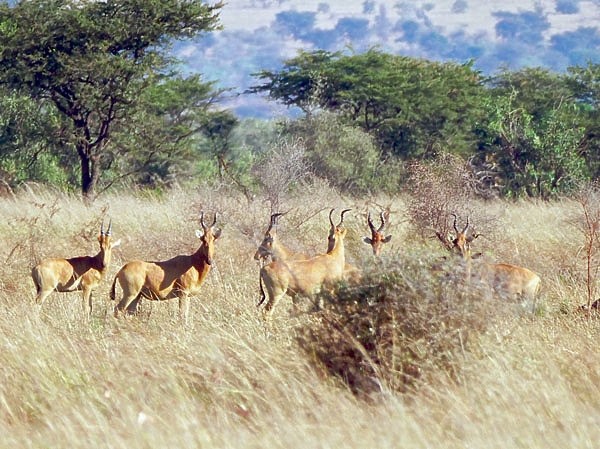 На четвереньках по саванне На четвереньках по саванне