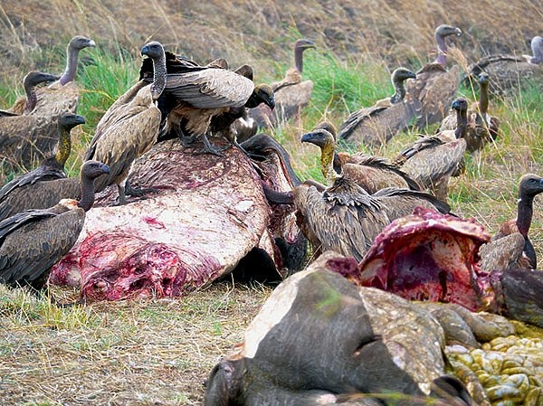 На четвереньках по саванне На четвереньках по саванне