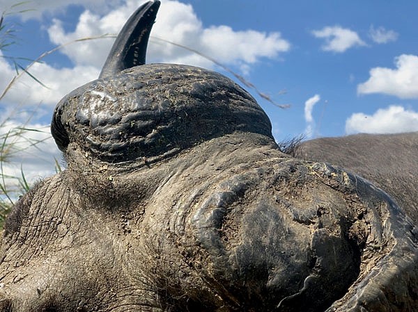 На четвереньках по саванне