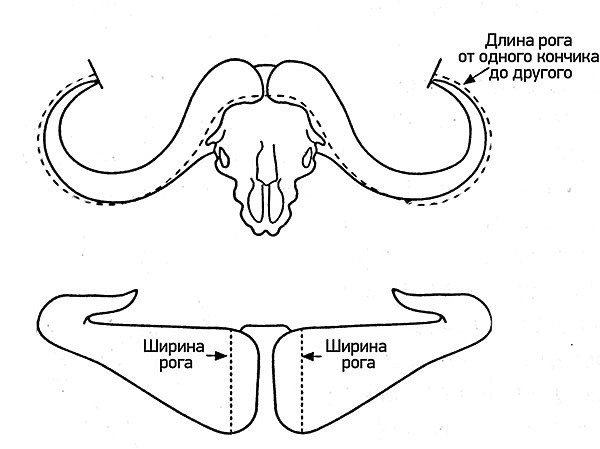 На четвереньках по саванне На четвереньках по саванне