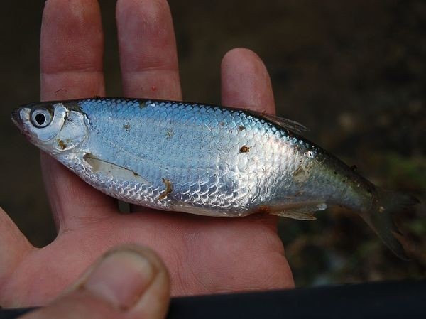На озеро в половодье На озеро в половодье