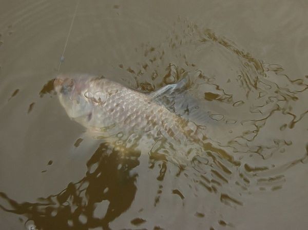 На озеро в половодье