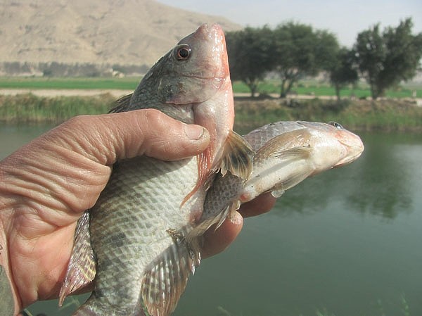 Плыла по Нилу фелюга