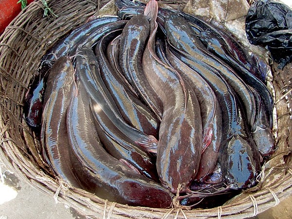 Плыла по Нилу фелюга