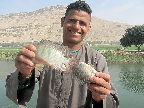 Плыла по Нилу фелюга