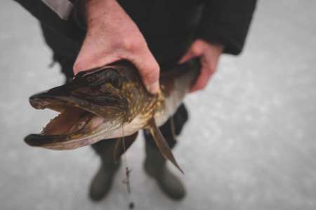 Поставили жерлицы на старых лунках...
