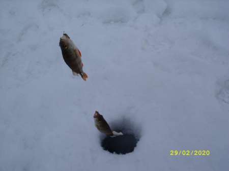 Провожаю февраль окунёвой рыбалкой