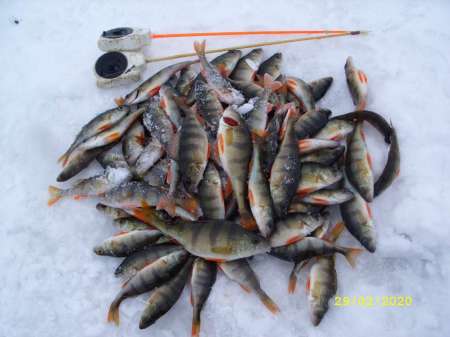 Провожаю февраль окунёвой рыбалкой