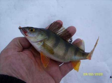 Провожаю февраль окунёвой рыбалкой