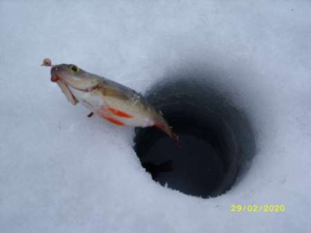Провожаю февраль окунёвой рыбалкой