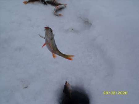 Провожаю февраль окунёвой рыбалкой