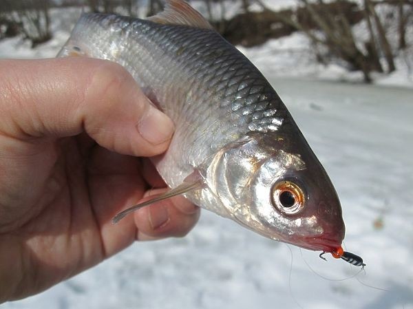 Рыбалка накануне весны