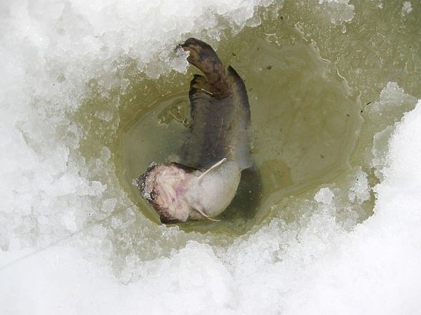 Рыбалка накануне весны
