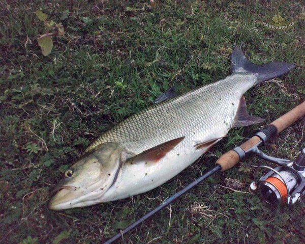 Самые эффективные способы ловли жереха Самые эффективные способы ловли жереха