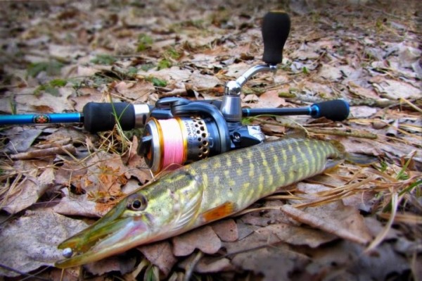 Щука на спиннинг. Выбираем снасть
