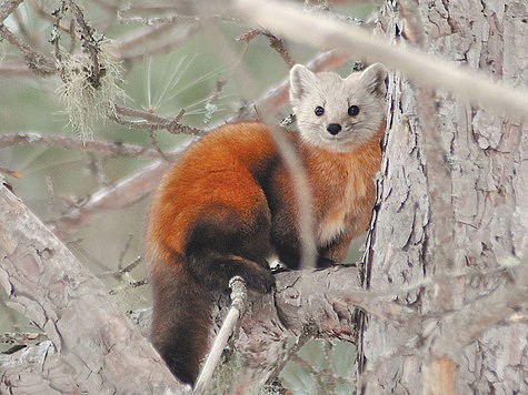 Вместо лося — пушнина