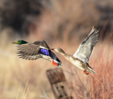 В каких еще регионах закрыта весенняя охота В каких еще регионах закрыта весенняя охота