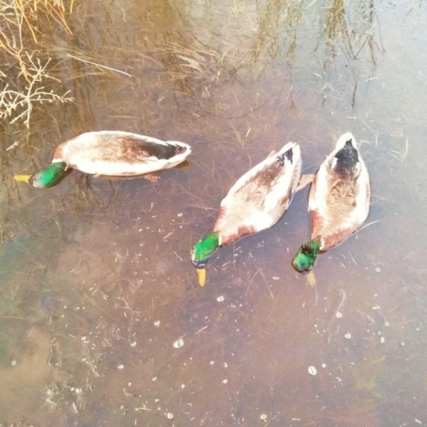 Весна, открытие, 2020 год.