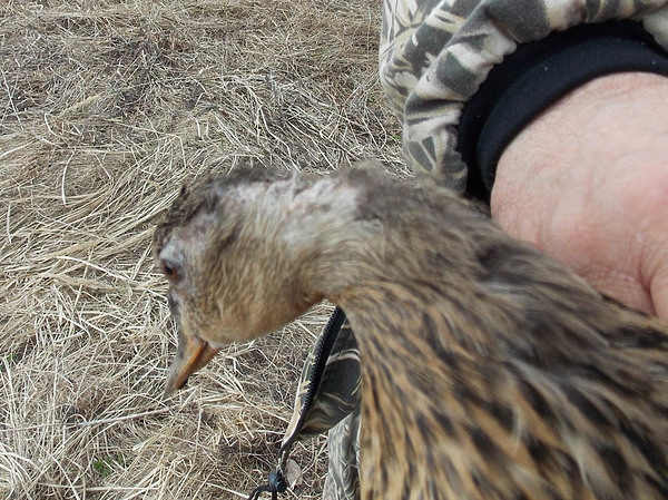 Бывают в жизни злые шутки – сказал петух, слезая с утки