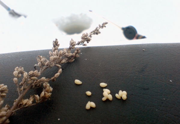 Что делать, если закончился червь? Альтернативные виды насадки Что делать, если закончился червь? Альтернативные виды насадки