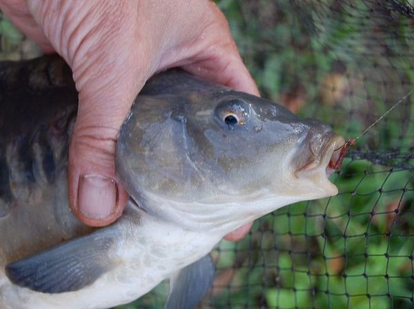 Где взять мотыля, когда закрыты магазины