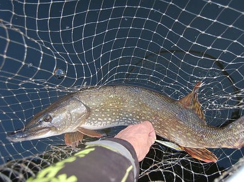 Хочешь свежей рыбки - лови сам Хочешь свежей рыбки - лови сам