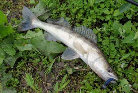 Крупные силиконовые приманки