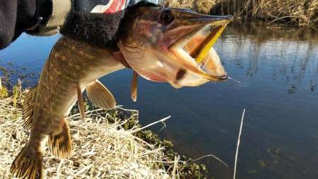 Ловля щуки на воблеры ранней весной