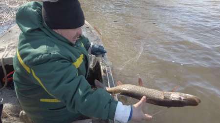 На борьбу с браконьерством вышли рыболовы На борьбу с браконьерством вышли рыболовы