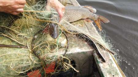 На борьбу с браконьерством вышли рыболовы На борьбу с браконьерством вышли рыболовы