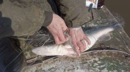 На борьбу с браконьерством вышли рыболовы На борьбу с браконьерством вышли рыболовы
