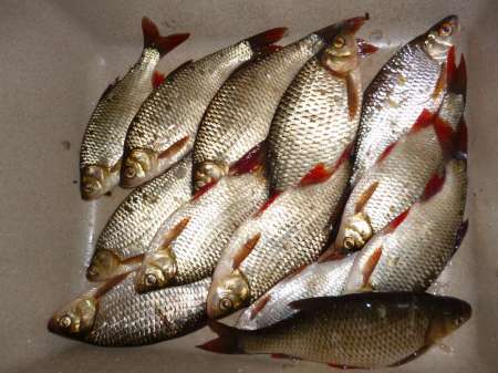 Новая удочка Новая удочка